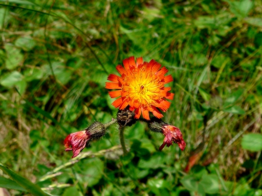 {Hieracium aurantiacum}